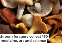 Pennsylvania is home to a diverse range of wild mushrooms, both edible and poisonous. Vaivirga/iStock/Getty Images Plus